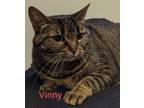 Adopt Vinny a Gray or Blue Domestic Shorthair / Domestic Shorthair / Mixed cat