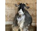 Adopt Kuzco a Goat farm-type animal in Kerhonkson, NY (40073073)