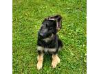 German Shepherd Dog Puppy for sale in Peshtigo, WI, USA
