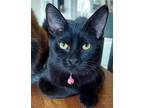 Adopt Lime a All Black Domestic Shorthair (short coat) cat in Canton
