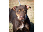 Adopt Lucille a Brown/Chocolate Mixed Breed (Large) / Mixed dog in Greenwood