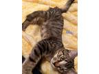 Adopt Milo a Gray, Blue or Silver Tabby Domestic Shorthair / Mixed cat in