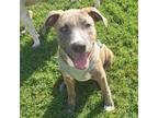 Adopt Sparticus a Brindle - with White American Staffordshire Terrier / American