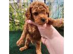 Mutt Puppy for sale in Mounds, OK, USA