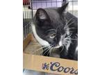 Adopt Twix a Domestic Shorthair / Mixed (short coat) cat in Brownwood