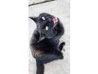 Adopt Calisto a All Black Domestic Shorthair / Domestic Shorthair / Mixed cat in