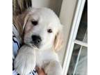 Golden Retriever Puppy for sale in Ludlow, MA, USA