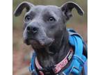Adopt Versa a Gray/Blue/Silver/Salt & Pepper American Pit Bull Terrier / Mixed