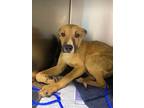 Adopt Ryder a Tan/Yellow/Fawn Mountain Cur / Mixed dog in Baton Rouge
