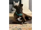 Adopt Angelica a Brown/Chocolate Mountain Cur / Mixed dog in Justin