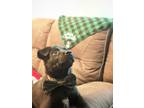 Adopt Roz a Black Mixed Breed (Large) / Mixed dog in Saskatoon, SK (39778125)