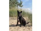 Adopt Sadie a Black German Shepherd Dog / Border Collie / Mixed (short coat) dog