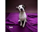 Adopt Tank a White Terrier (Unknown Type, Medium) / Mixed Breed (Medium) / Mixed