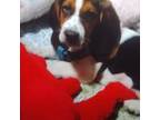 Basset Hound Puppy for sale in Dothan, AL, USA