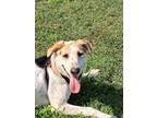 Adopt Eros a White - with Brown or Chocolate Catahoula Leopard Dog / Labrador