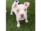 Adopt Rock Johnson a White - with Tan, Yellow or Fawn Pit Bull Terrier / Mixed