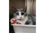 Adopt SAMMY a Gray or Blue Domestic Shorthair (short coat) cat in Tigard