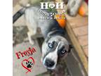 Adopt Freyja a Gray/Blue/Silver/Salt & Pepper Husky / Staffordshire Bull Terrier
