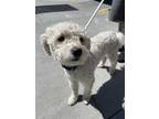 Adopt Gismo a White Poodle (Miniature) / Mixed dog in Lynnwood, WA (35646667)