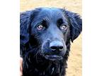 Adopt Jagger a Black - with White Australian Shepherd / Dachshund / Mixed dog in