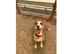 Adopt Liberty a Tan/Yellow/Fawn - with White German Shepherd Dog dog in Airdrie