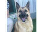 Adopt Rena a Tan/Yellow/Fawn - with Black Norwegian Elkhound / Belgian Tervuren