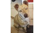 Adopt Sprinkle a Tan/Yellow/Fawn Pit Bull Terrier / Mixed dog in Weatherford