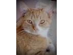 Adopt TUTULI a Orange or Red (Mostly) Domestic Shorthair / Mixed (short coat)