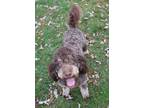 Adopt Chanel a Brown/Chocolate - with Tan Standard Poodle / Goldendoodle / Mixed