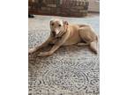 Adopt Macie a Labrador Retriever / Mixed dog in Denton, TX (39301173)
