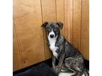 Adopt Navi a Brindle German Shepherd Dog dog in Airdrie, AB (39369147)