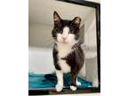 Adopt Willamena a Domestic Shorthair / Mixed (short coat) cat in Fort Lupton