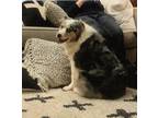 Adopt TILLY a Merle Australian Kelpie / Australian Shepherd / Mixed dog in