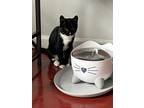 Adopt Pepper a Black & White or Tuxedo Domestic Shorthair (short coat) cat in