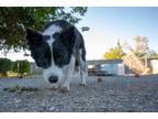 Adopt Jerry a Border Collie / Mixed dog in PAHRUMP, NV (31416401)