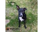 Adopt Annie (Courtesy Post)) a Black - with White Catahoula Leopard Dog / Pit