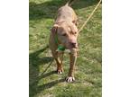 Adopt Stallone a Red/Golden/Orange/Chestnut Staffordshire Bull Terrier / Mixed