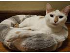 Adopt Ginger a White (Mostly) Domestic Shorthair (short coat) cat in Morton