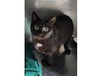 Adopt Parga a Domestic Shorthair / Mixed (short coat) cat in Fort Lupton