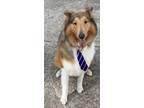 Adopt Cooper a Tan/Yellow/Fawn - with White Collie / Mixed dog in Virginia