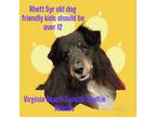 Adopt Rhett a Black - with Tan, Yellow or Fawn Sheltie, Shetland Sheepdog /