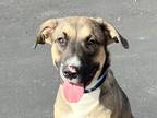 Adopt Rudolph a Black Mixed Breed (Large) / Mixed dog in Georgetown