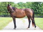 Adopt Kissin Cassie a Bay Thoroughbred horse in Nicholasville, KY (39438191)