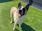 Adopt SABO a Akita / Mixed dog in Tustin, CA (39864756)