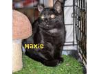 Adopt Maxie a Black (Mostly) Domestic Shorthair (short coat) cat in Greensburg
