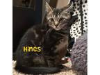 Adopt Hines a Brown Tabby Domestic Shorthair (short coat) cat in Greensburg