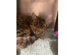 Adopt Ratigan a Domestic Shorthair / Mixed (short coat) cat in Fort Lupton