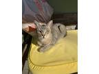 Adopt Lilla a Brown Tabby American Shorthair (short coat) cat in San Diego