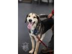 Adopt Wilbur a Husky / German Shepherd Dog / Mixed dog in Crandon, WI (39195082)