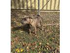 Adopt Queen a Gray/Blue/Silver/Salt & Pepper Mixed Breed (Large) / Mixed dog in